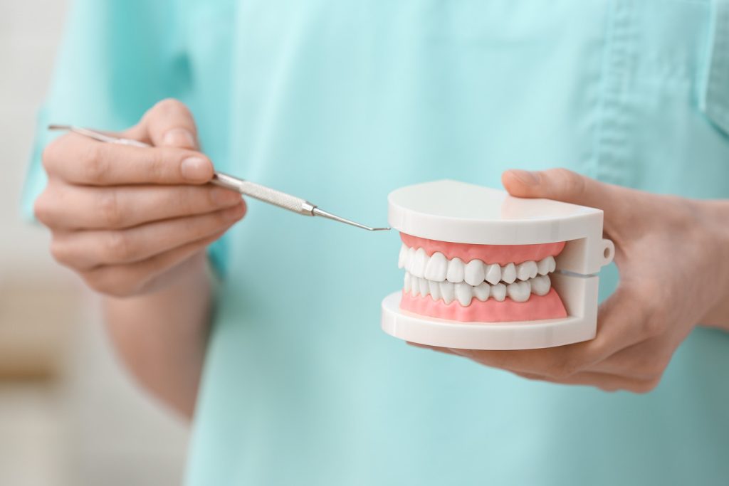 Female,Dentist,Holding,Jaw,Model,And,Tool,,Closeup